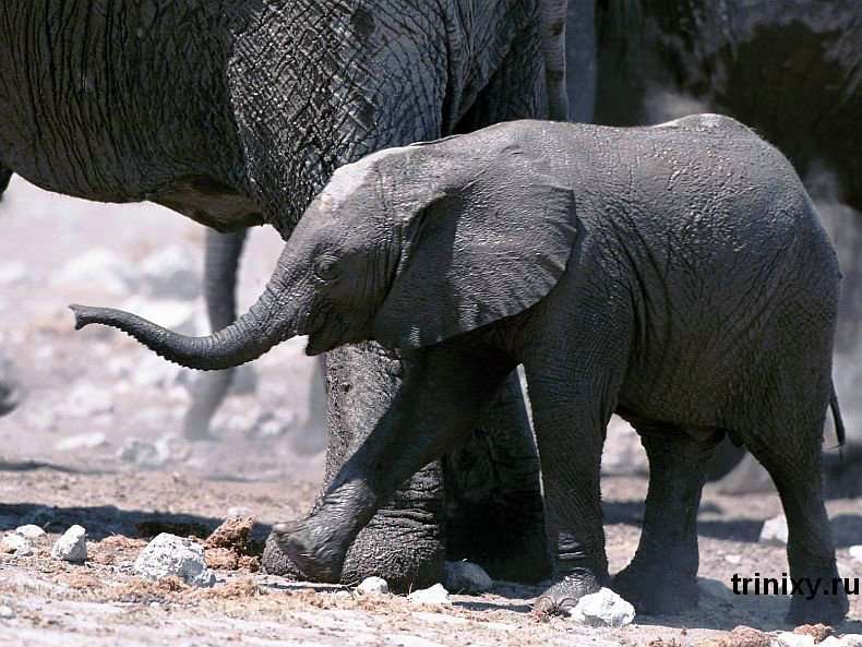 Тварини, які народилися в зоопарках світу за останні місяці (95 фото)