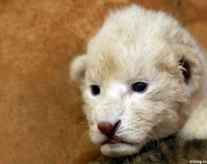 Тварини, які народилися в зоопарках світу за останні місяці (95 фото)