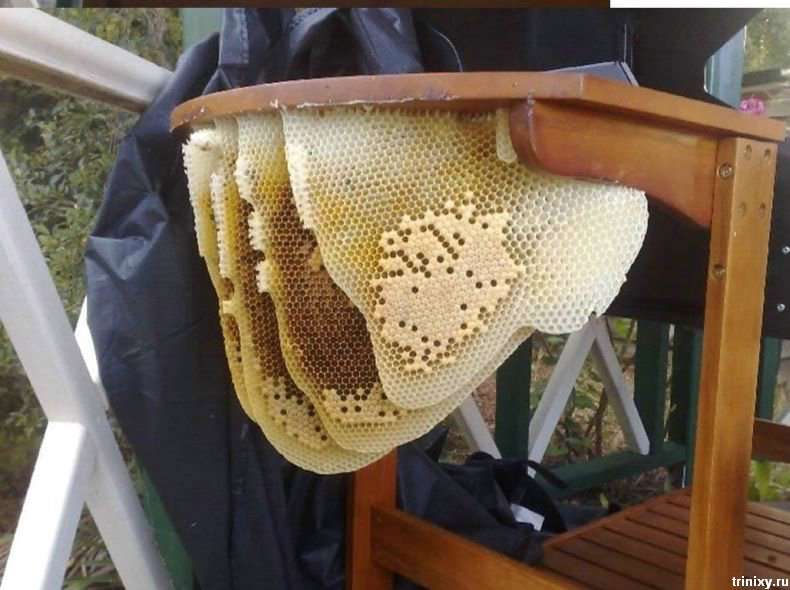 Як бджоли гриль окупували (10 фото)