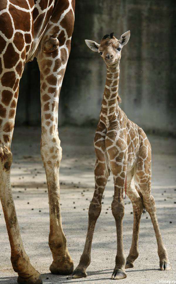 Новонароджений жираф в зоопарку Мемфіса (10 фото)