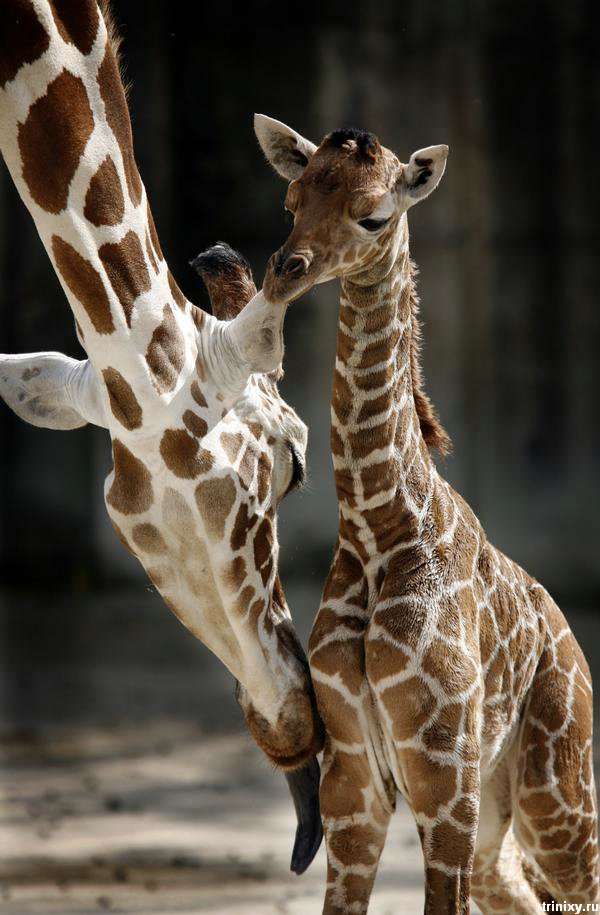 Новонароджений жираф в зоопарку Мемфіса (10 фото)