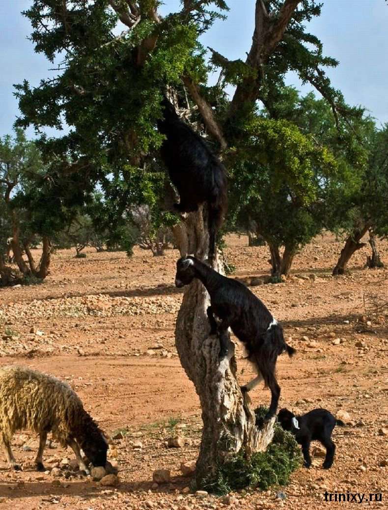 Кози на деревах (36 фото)