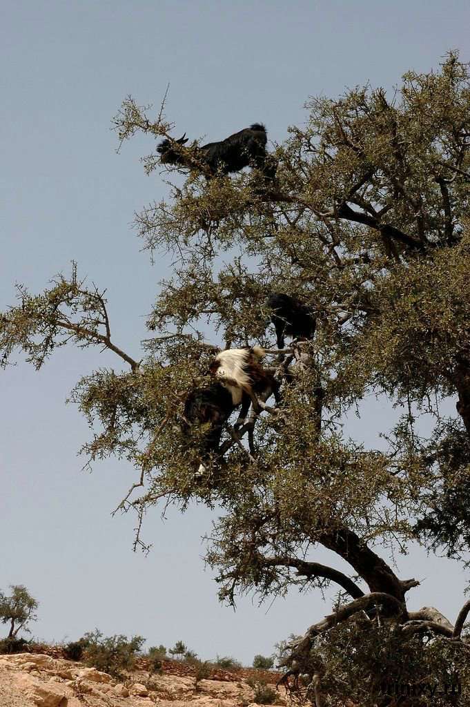 Кози на деревах (36 фото)
