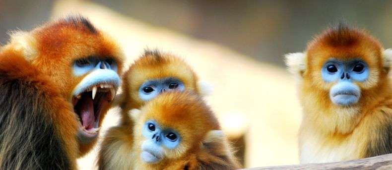 Золотисті кирпаті мавпи (12 фото)