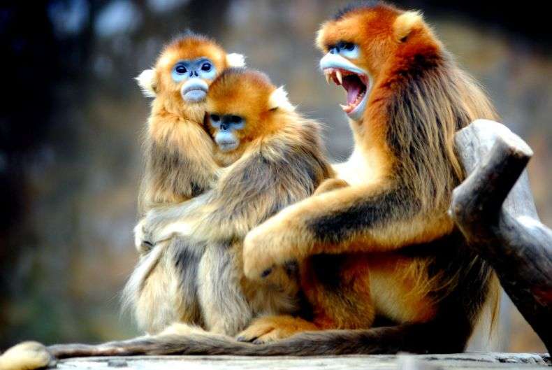 Золотисті кирпаті мавпи (12 фото)