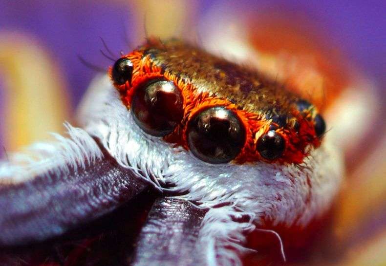 Макро-комахи (45 фото)