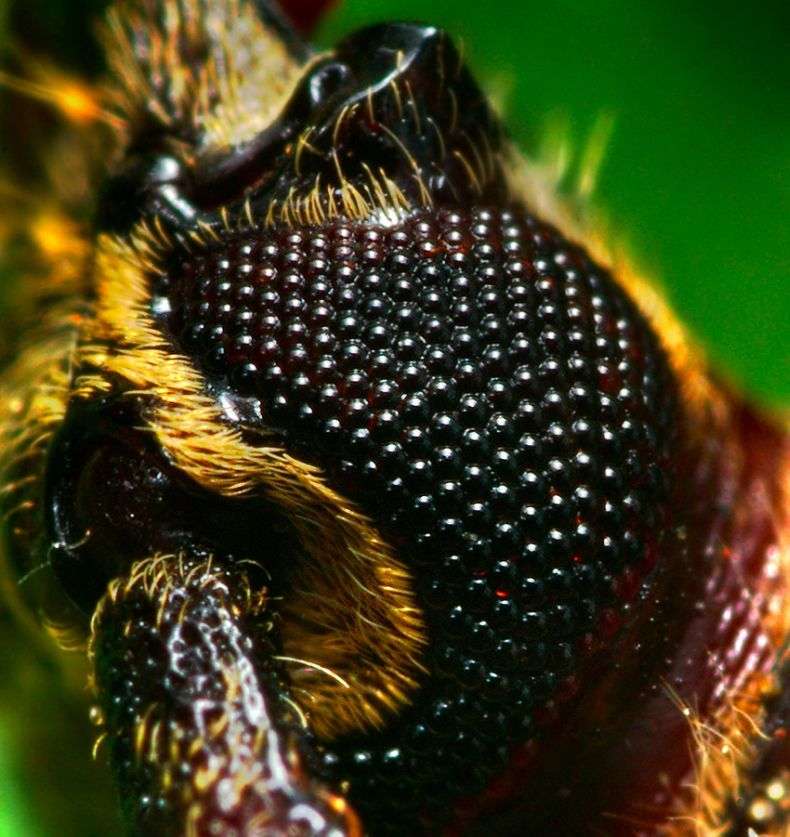 Макро-комахи (45 фото)