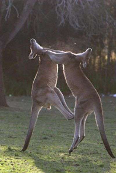 Бої кенгуру (6 фото)