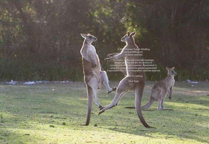 Бої кенгуру (6 фото)