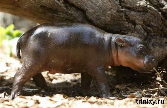 Трохи позитиву. Монифа - маленький гіпопотам в зоопарку Сіднея (6 фото)