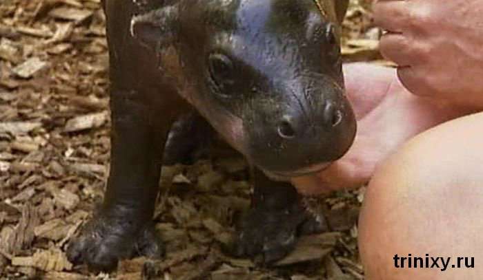 Трохи позитиву. Монифа - маленький гіпопотам в зоопарку Сіднея (6 фото)
