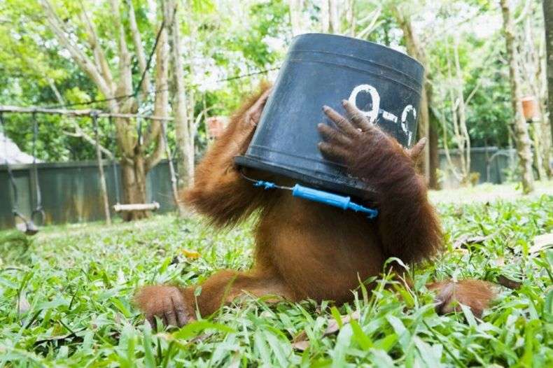Притулок для маленьких орангутангів на Борнео (9 фото)