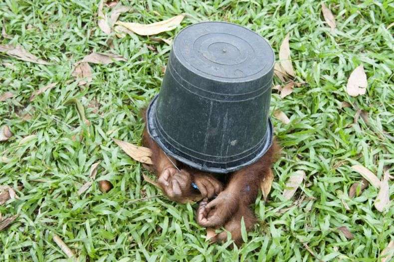 Притулок для маленьких орангутангів на Борнео (9 фото)