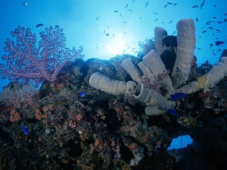 Підводний світ (101 фото)
