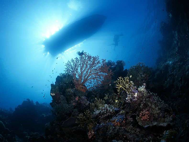 Підводний світ (101 фото)