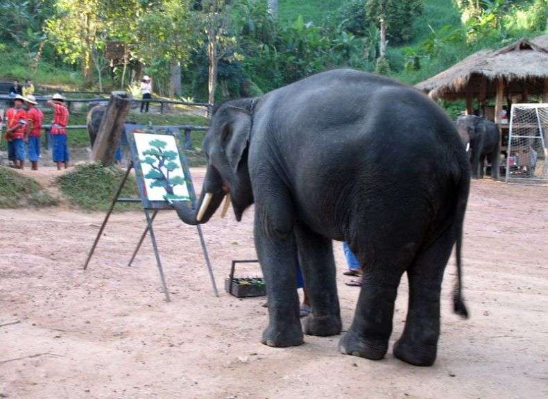 Слон-художник (7 фото)