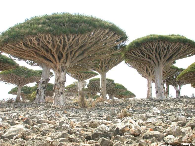 Острова Сокотра - саме інопланетне місце на Землі (19 фото)