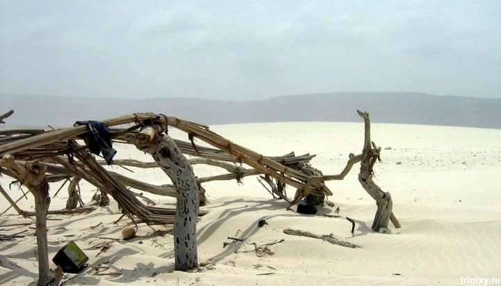 Острова Сокотра - саме інопланетне місце на Землі (19 фото)