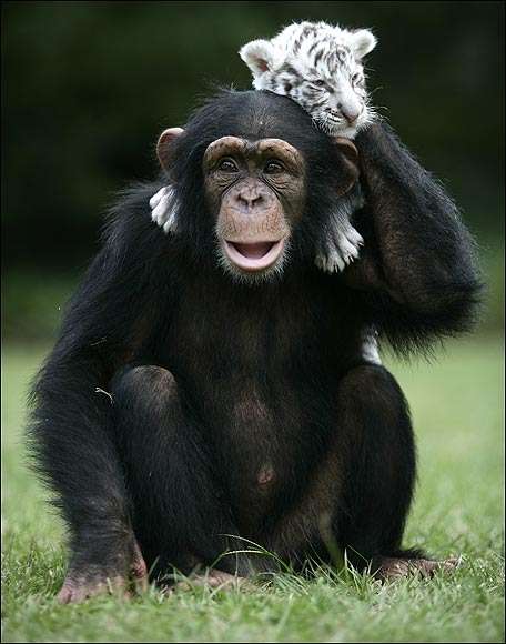 Шимпанзе ростить тигренят (13 фото)