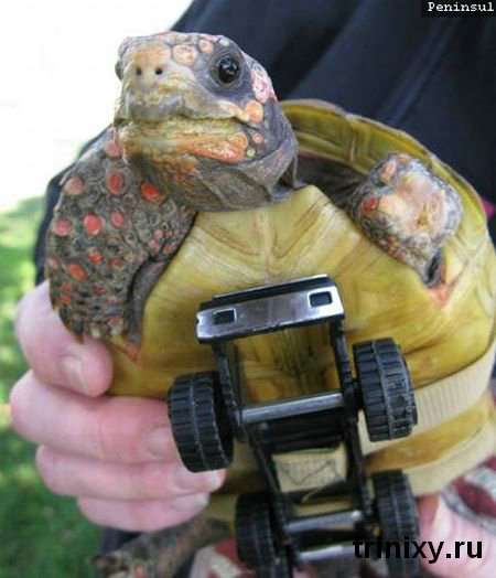 Протез для черепахи (11 фото)
