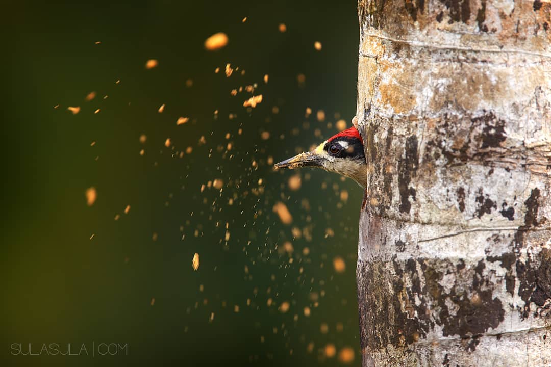 Симпатичные птички на снимках Петра Бамбусека Мир Животных