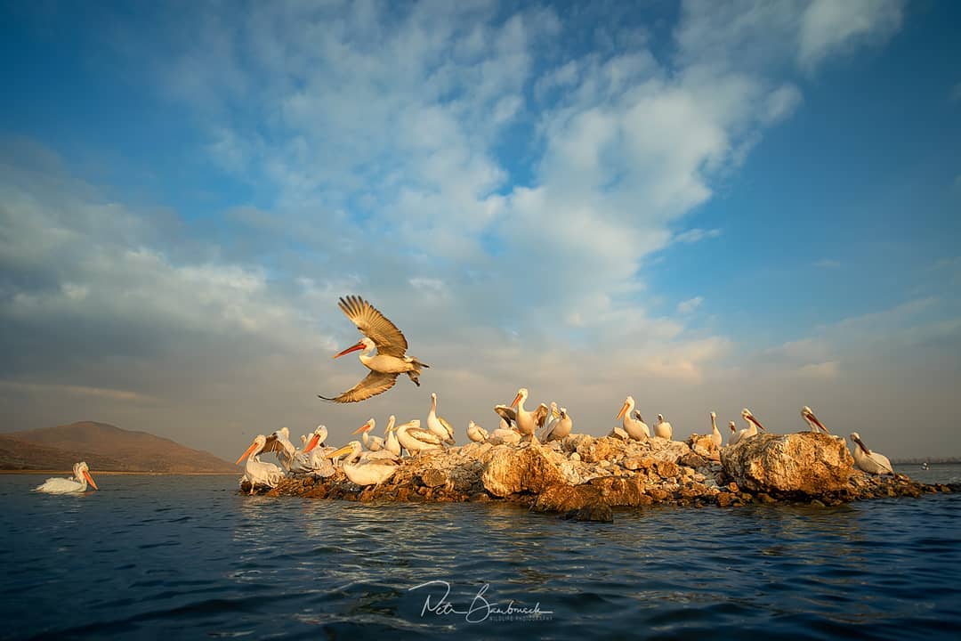 Симпатичные птички на снимках Петра Бамбусека Мир Животных
