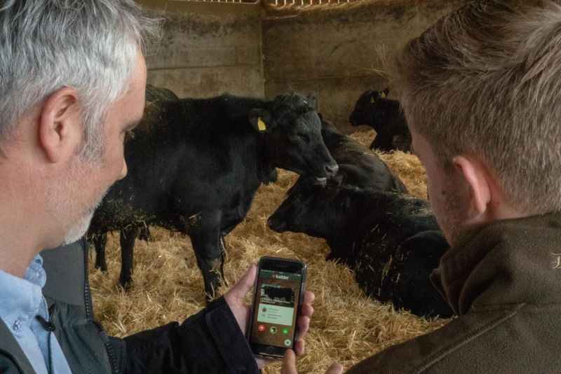 В Великобритании запустили Tinder для случки коров и быков МиР