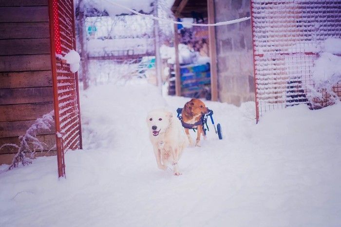 Москвичка и ее муж живут дикарями в сотнях километров от МКАД, чтобы заботиться о более сотни собак. МиР
