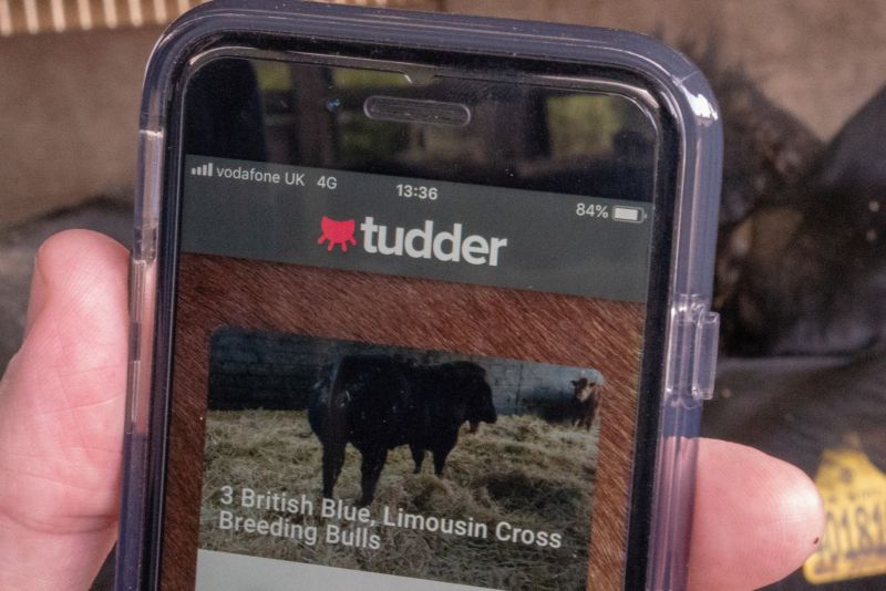 В Великобритании запустили Tinder для случки коров и быков МиР