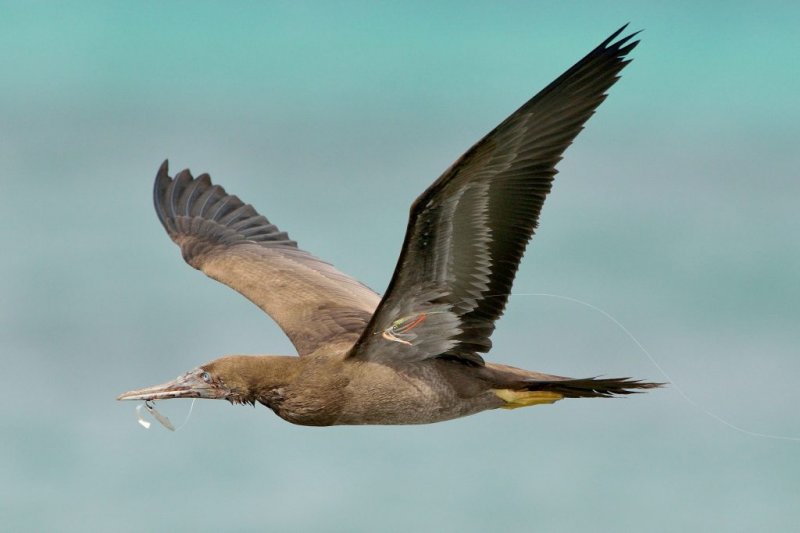 Фотограф спас птицу, запутавшуюся в рыболовных снастях природа