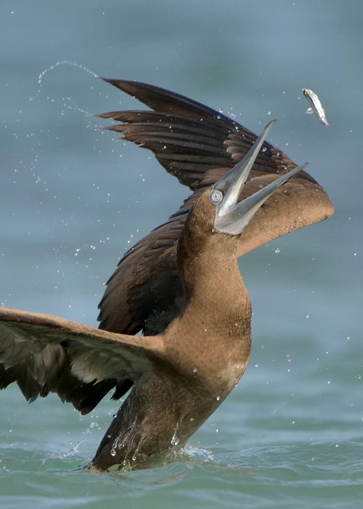 Фотограф спас птицу, запутавшуюся в рыболовных снастях природа