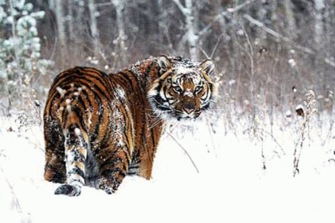 Лев против тигра: кто на деле царь зверей Видео