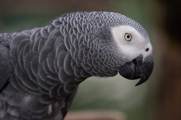 Попугай вылетел из окна и вернулся через 4 года… говорящим по-испански! истории из жизни