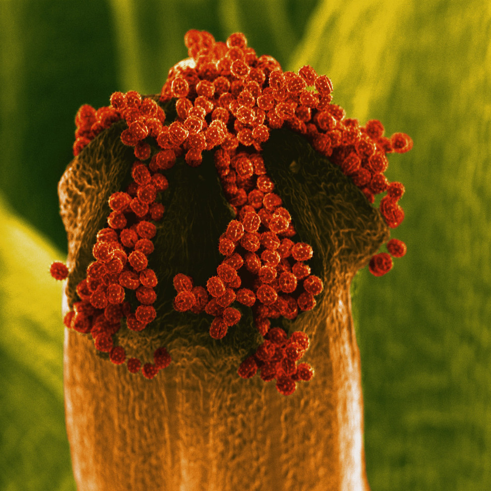 Чужие: цветы под микроскопом природа