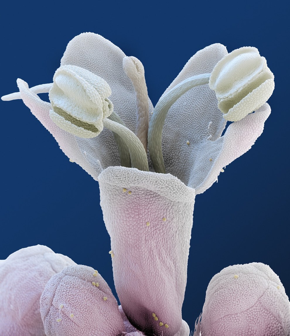 Чужие: цветы под микроскопом природа