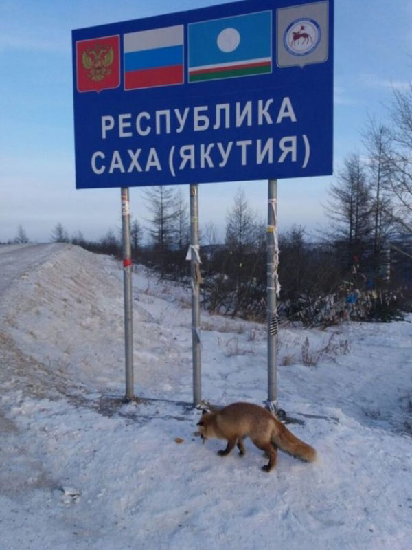 Интересные факты и фотографии из Якутии 