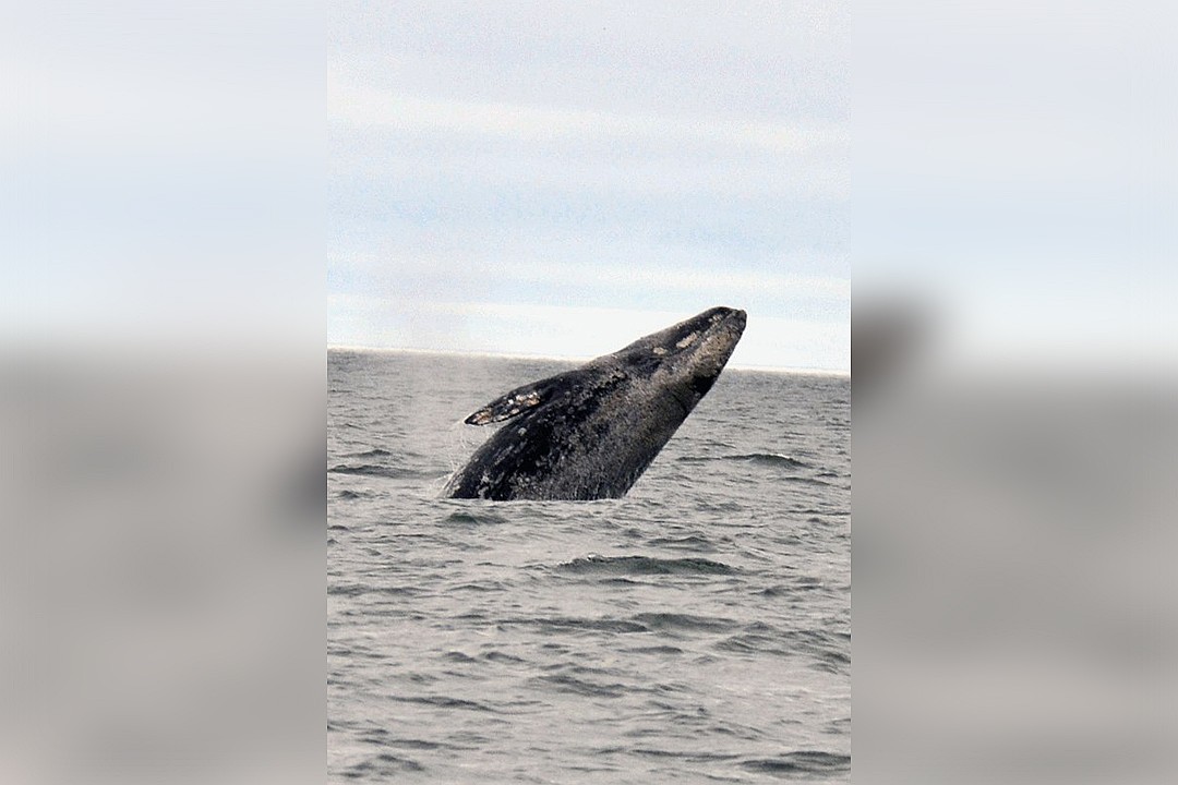 Кировчанин пять лет подряд ездит на Сахалин изучать популяцию серых китов природа