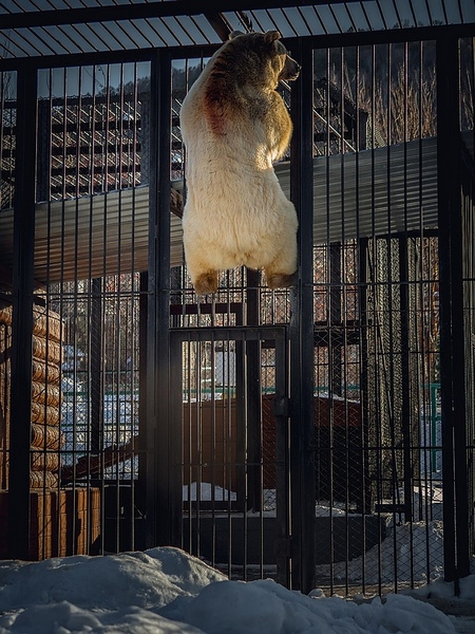 В красноярском зоопарке проснулся медведь Памир: зима больше не вернется! 