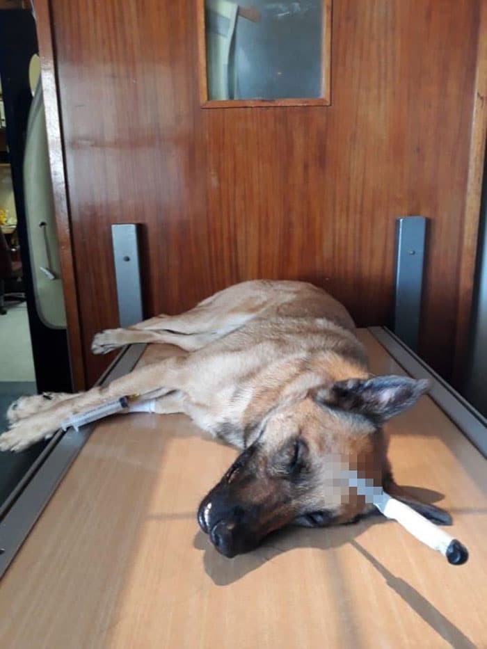 Верный пёс спас хозяина, но получил удар ножом в голову… Он выжил чудом животные