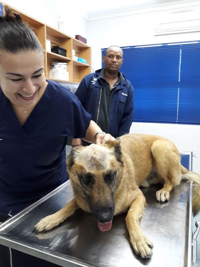 Верный пёс спас хозяина, но получил удар ножом в голову… Он выжил чудом животные