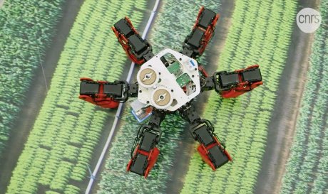 Робот AntBot получил уникальную навигационную систему живых муравьев antbot