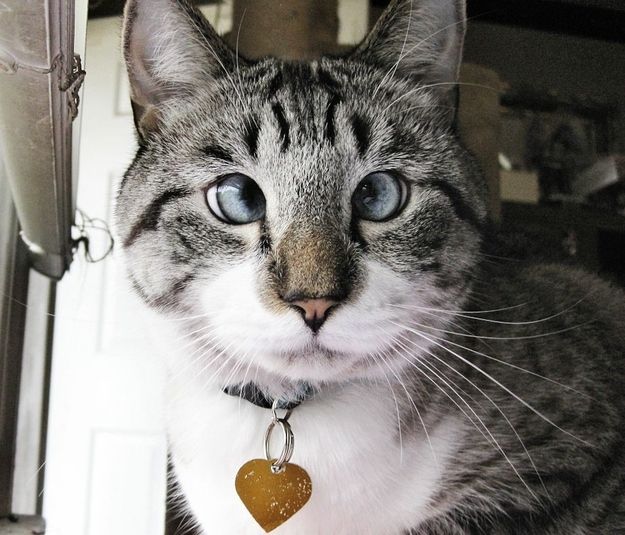 Спанглс – самый милый косоглазый кот в интернете 