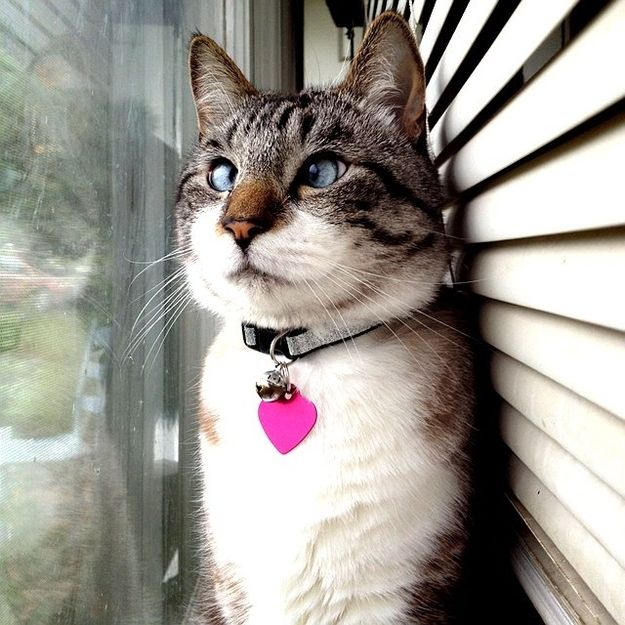 Спанглс – самый милый косоглазый кот в интернете 