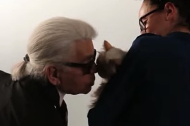 Шупетт осиротела: пользователи сети соболезнуют любимой кошке Карла Лагерфельда новости моды
