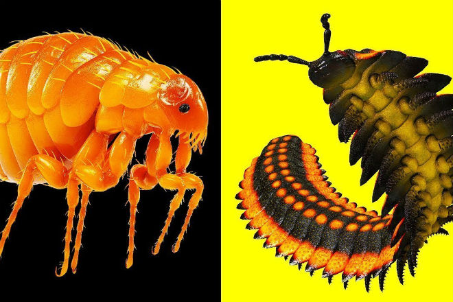 Гигантские насекомые жившие 300 миллионов лет назад гигантские насекомые